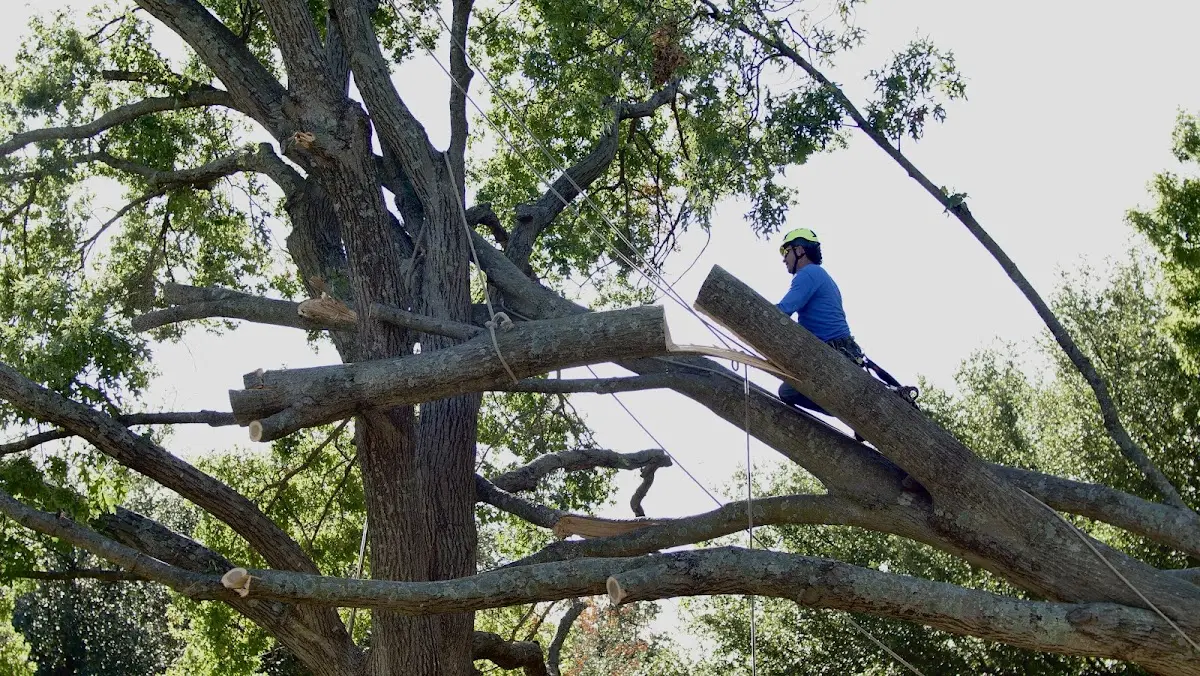Professional Crown Thinning performed by certified arborists in Keystone